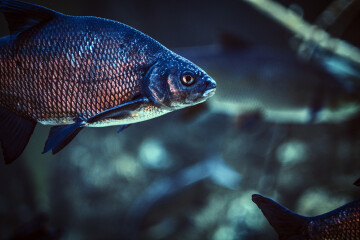 close-up-photo-fish-life-underwater-oceanarium.jpg
