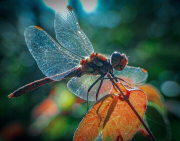 closeup-shot-net-winged-insect-leaf.jpg
