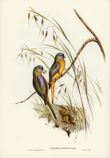chestnut-shouldered-grass-parakeet-euphema-pulchella-illustrated-by-elizabeth-gould.jpg