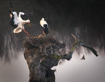mesmerizing-shot-two-storks-building-their-nest.jpg