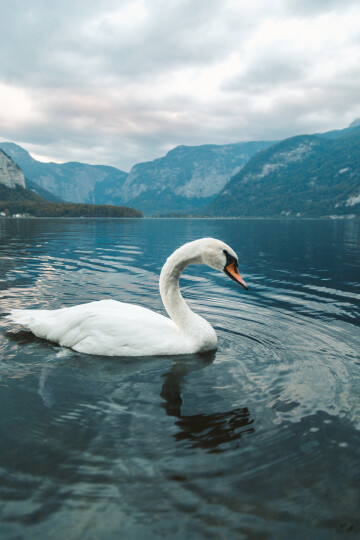 vertical-shot-white-swan-swimming-lake-hallstatt-austria887faa597c8de8fe.jpg