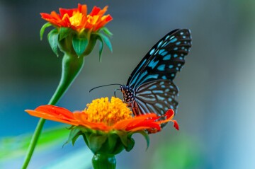 closeup-shot-beautiful-butterfly-orange-petaled-flower.jpg