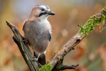 closeup-shot-eurasian-jay-sitting-branch.jpg