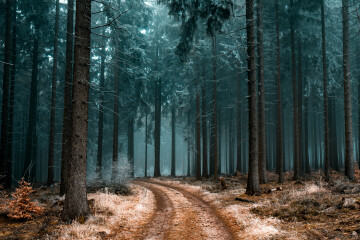 beautiful-scenery-pathway-forest-with-trees-covered-with-frost.jpg