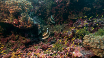 VIDEO_TS-00_02_41.png